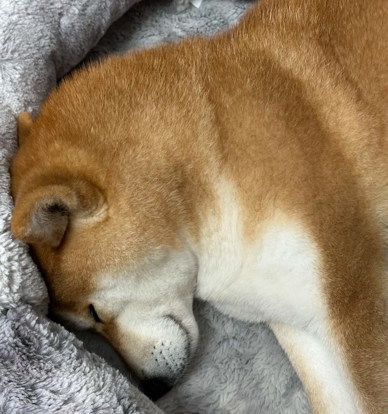 1岁狗狗为什么好睡觉（宠物狗狗的睡眠习惯和影响因素）