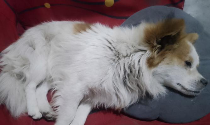 1岁狗狗为什么好睡觉（宠物狗狗的睡眠习惯和影响因素）
