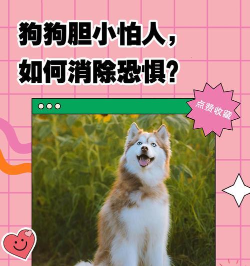 狗狗害怕人类的常见原因是什么？