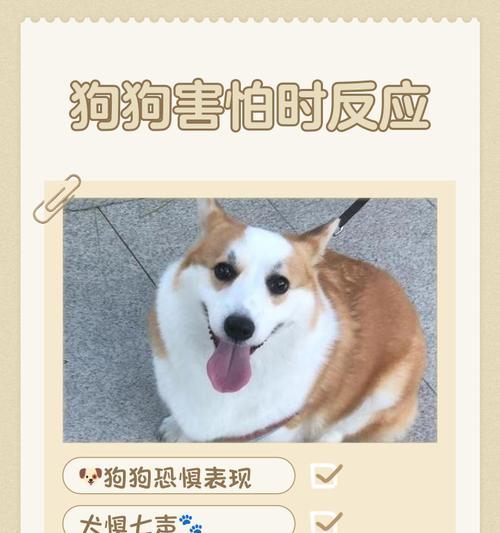 狗狗害怕人类的常见原因是什么? 狗狗害怕人类的常见原因是什么?