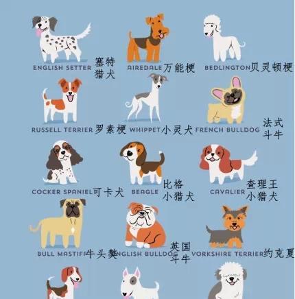 探寻世界名犬前十(以宠物为主) 探寻世界名犬前十(以宠物为主)
