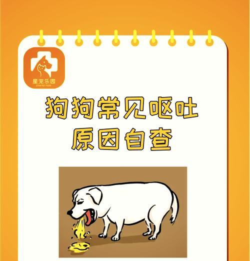 狗狗呕吐后如何缓解症状？