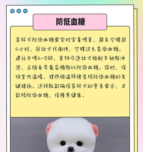 茶杯犬幼犬的喂食量是多少克？茶杯犬的饮食需要注意什么？