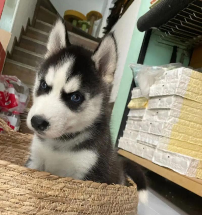 如何准确鉴别哈士奇幼犬的品相(以宠物为主) 如何准确鉴别哈士奇幼犬的品相(以宠物为主)