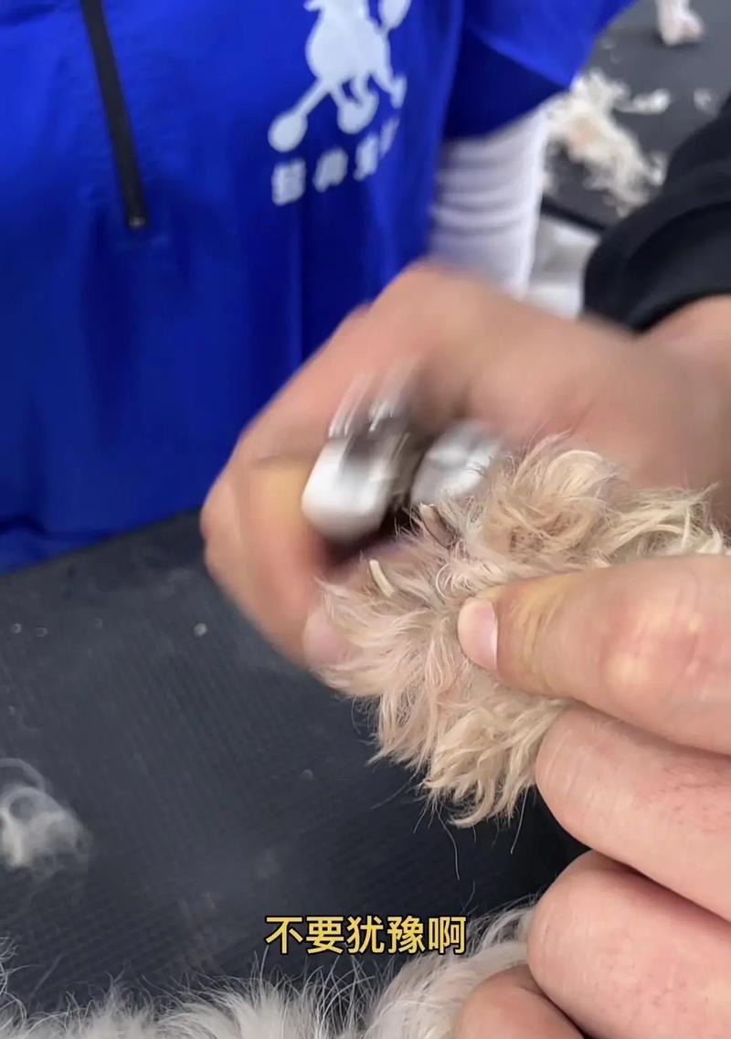 狗狗的脚趾甲怎么剪?剪脚趾甲有哪些注意事项? 狗狗的脚趾甲怎么剪?剪脚趾甲有哪些注意事项?