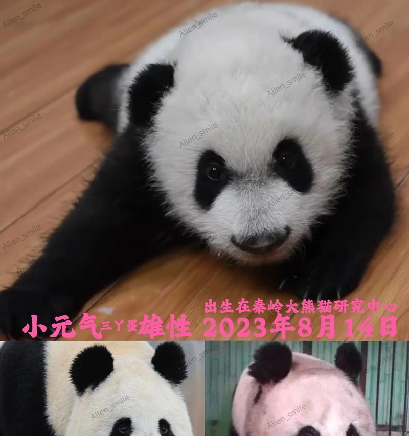 三个月熊猫兔的饮食指南（为您的宠物提供营养丰富的饮食）