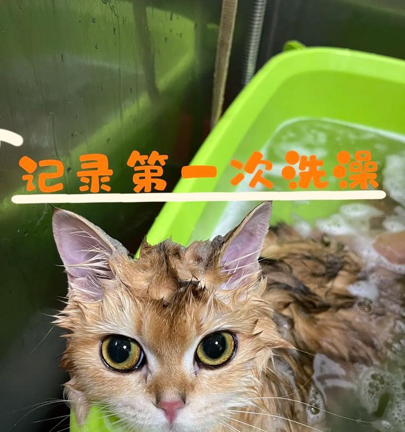 如何给宠物猫洗澡（小猫适宜洗澡时间及注意事项）