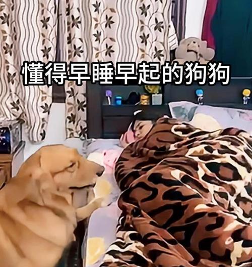 狗狗是否都会早起？早起行为背后的原因是什么？