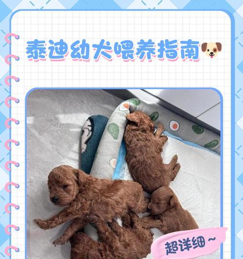 泰迪幼犬几岁开始喂食？