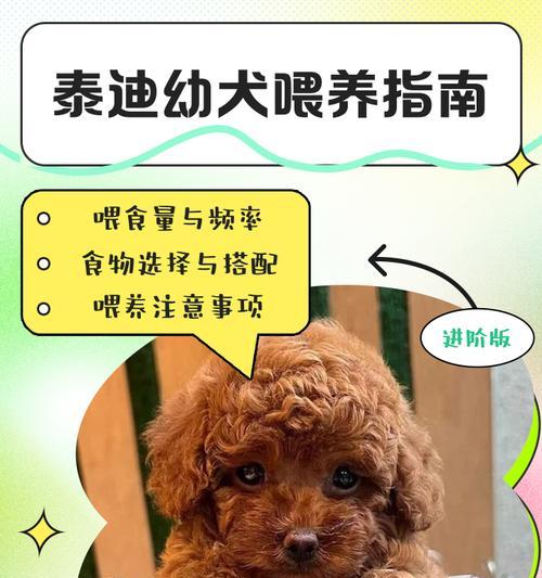 泰迪幼犬几岁开始喂食？