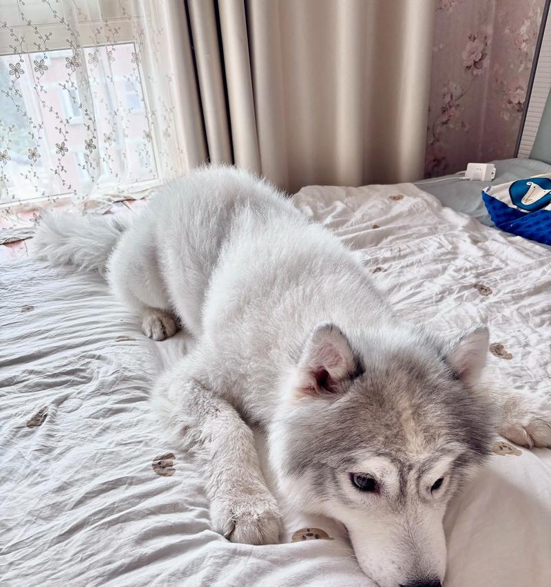 为什么狗喜欢睡床上(探究狗狗的行为心理与睡眠习惯) 为什么狗喜欢睡床上(探究狗狗的行为心理与睡眠习惯)