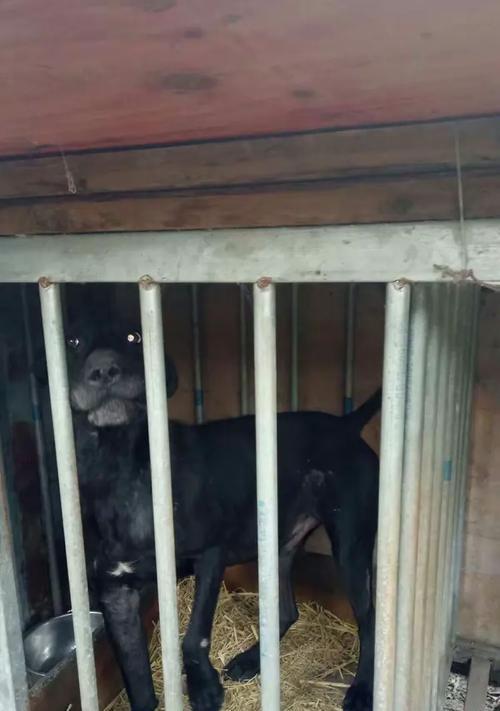 猎猪犬的品种与特点（选择适合的猎猪犬）