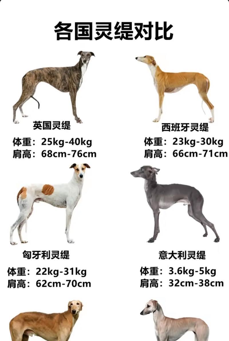 猎猪犬的品种与特点（选择适合的猎猪犬）