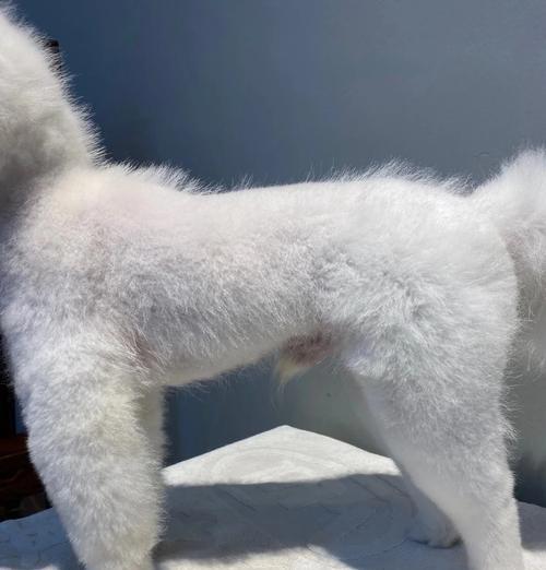 博美犬脚底毛怎么剃下来？剃毛过程中应该注意什么？