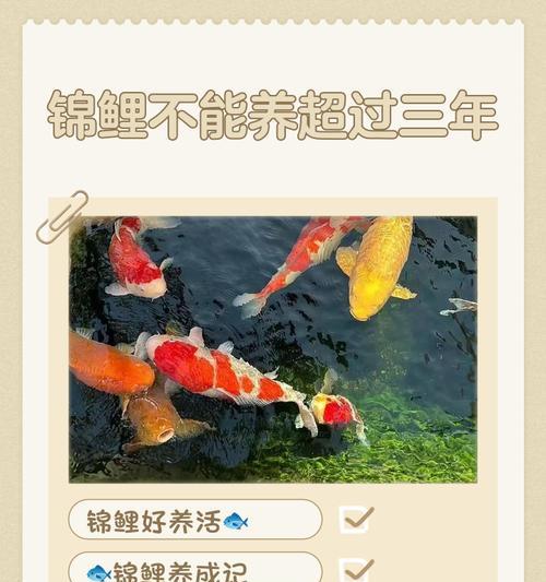 锦鲤能长到比鸭子还大吗?原因是什么? 锦鲤能长到比鸭子还大吗?原因是什么?
