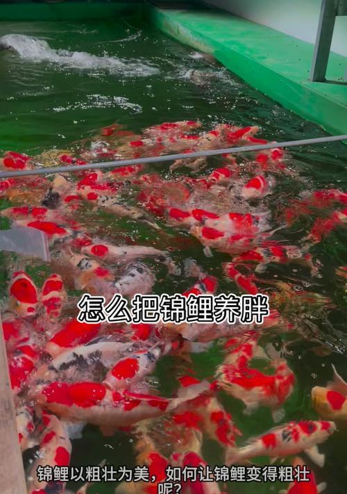 锦鲤能长到比鸭子还大吗?原因是什么? 锦鲤能长到比鸭子还大吗?原因是什么?