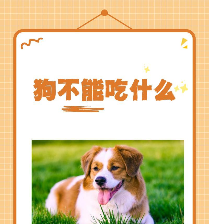 狗吃鸡蛋黄的好处（揭秘营养价值及食用方法）