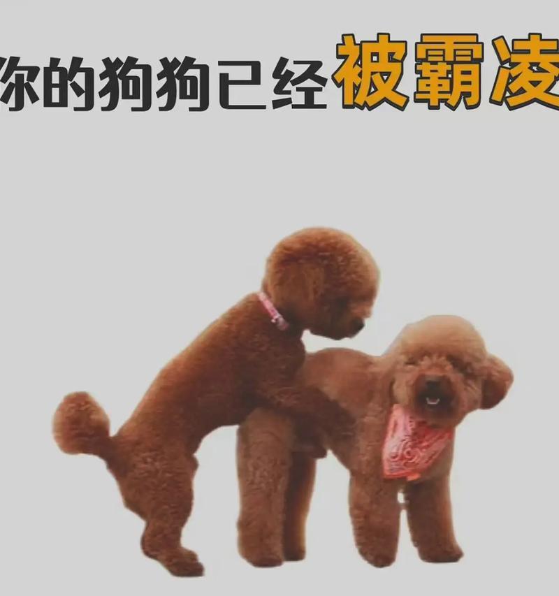 狗狗反抗打骂的表现有哪些？如何识别狗狗的反抗行为？