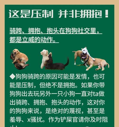 狗狗反抗打骂的表现有哪些?如何识别狗狗的反抗行为? 狗狗反抗打骂的表现有哪些?如何识别狗狗的反抗行为?