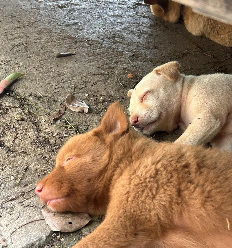 哪里可以找到中华田园犬？如何领养中华田园犬？
