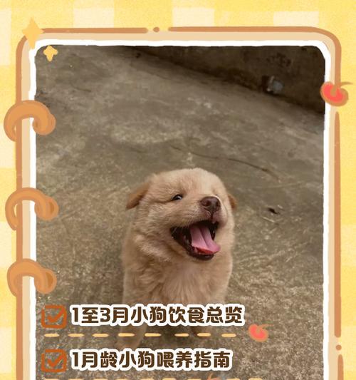 让你的宠物小狗健康成长（以喂小狗吃什么长得快为主题的营养指南）