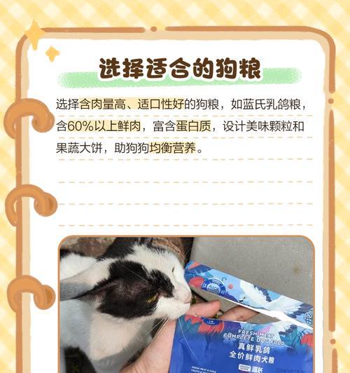 泰迪幼犬吐狗粮怎么办（宠物爱护从日常细节开始）
