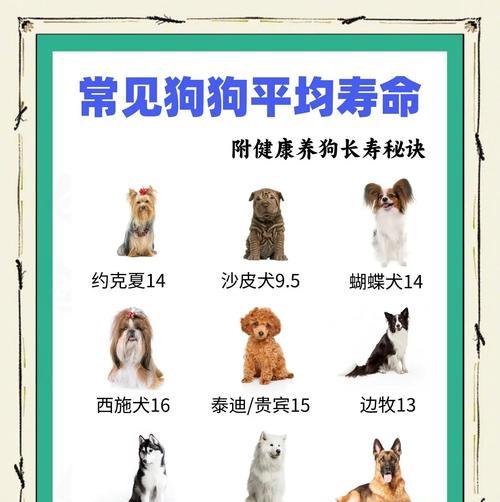 狗狗出生健康吗？如何判断狗狗的健康状况？