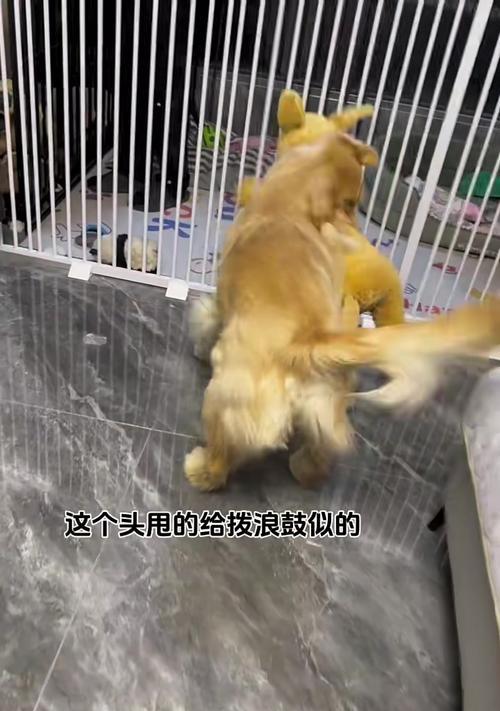 第一次给狗狗，你需要知道的所有事情（宠物初体验指南）