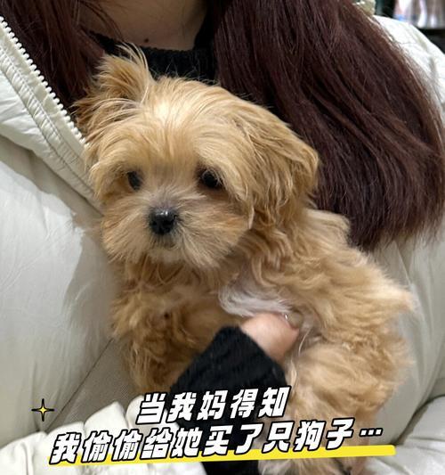 第一次给狗狗,你需要知道的所有事情(宠物初体验指南) 第一次给狗狗,你需要知道的所有事情(宠物初体验指南)