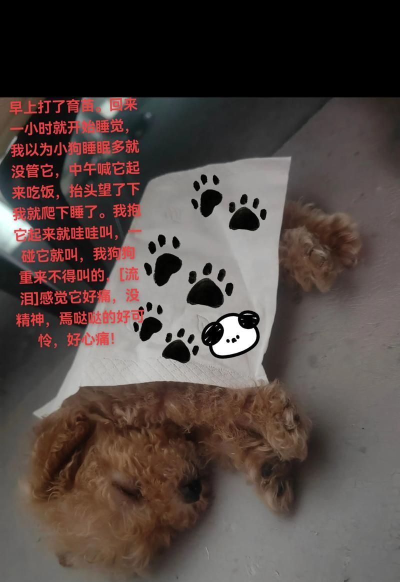 第一次给狗狗,你需要知道的所有事情(宠物初体验指南) 第一次给狗狗,你需要知道的所有事情(宠物初体验指南)