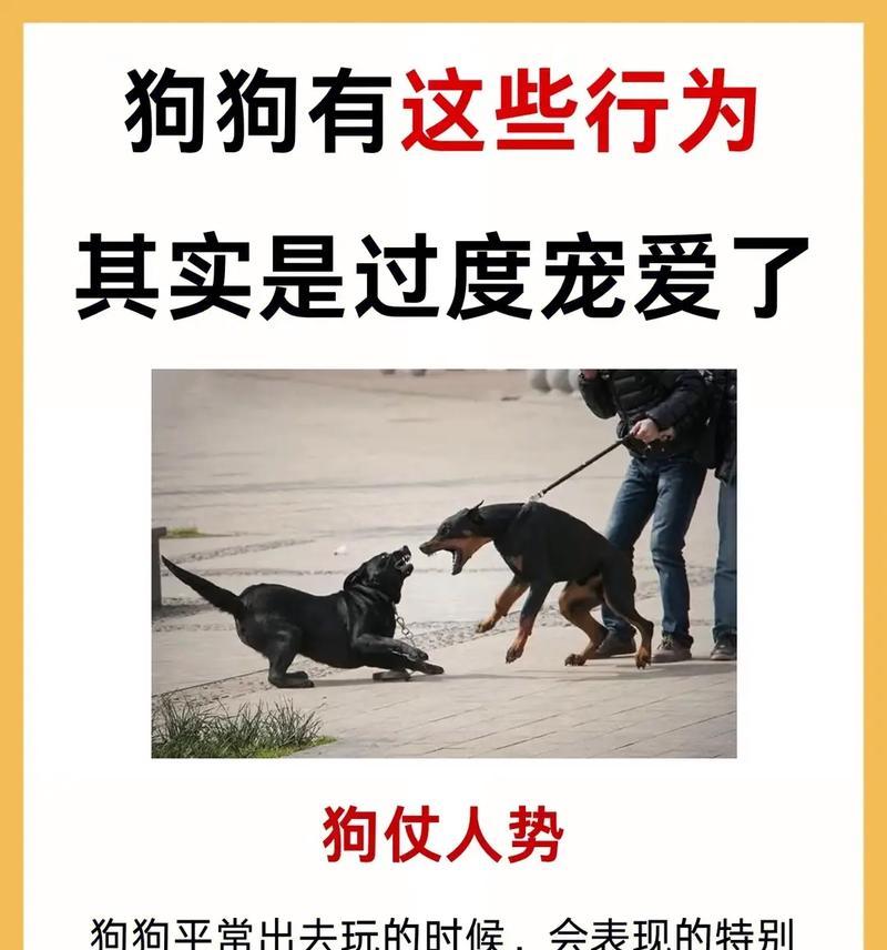 狗狗跟随其他狗狗的行为背后有何原因? 狗狗跟随其他狗狗的行为背后有何原因?