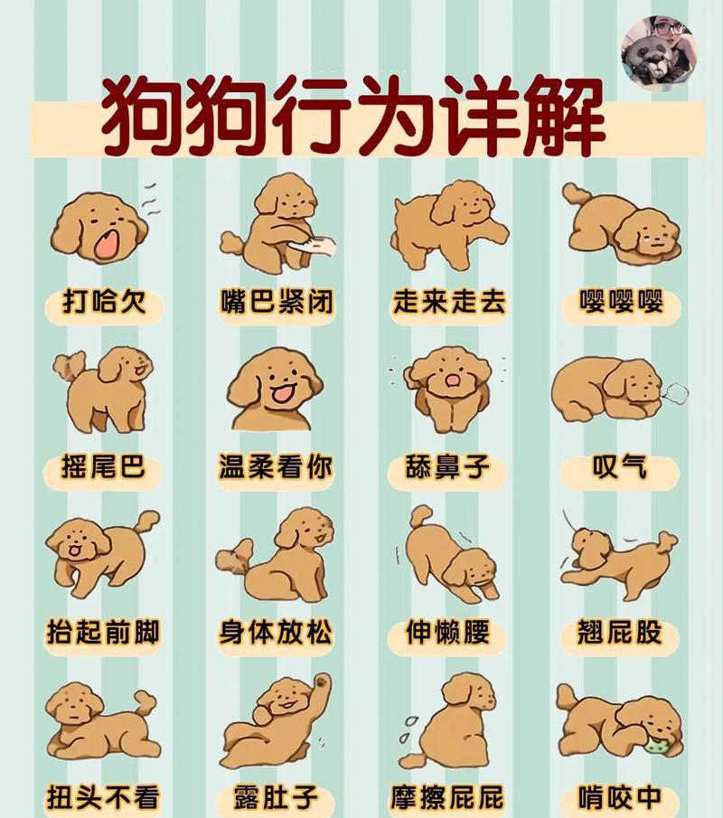 狗狗跟随其他狗狗的行为背后有何原因？