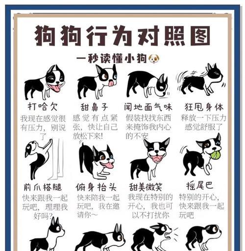 狗狗跟随其他狗狗的行为背后有何原因? 狗狗跟随其他狗狗的行为背后有何原因?