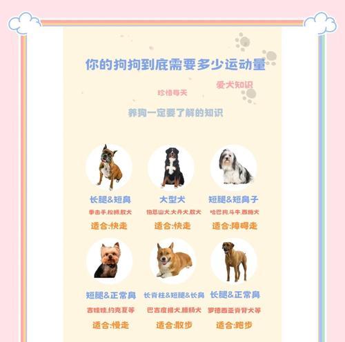 狗狗为何偏爱外出？如何满足其需求？