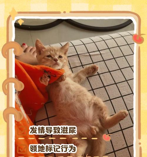 老公猫到处尿是领地标记吗?如何训练它停止? 老公猫到处尿是领地标记吗?如何训练它停止?