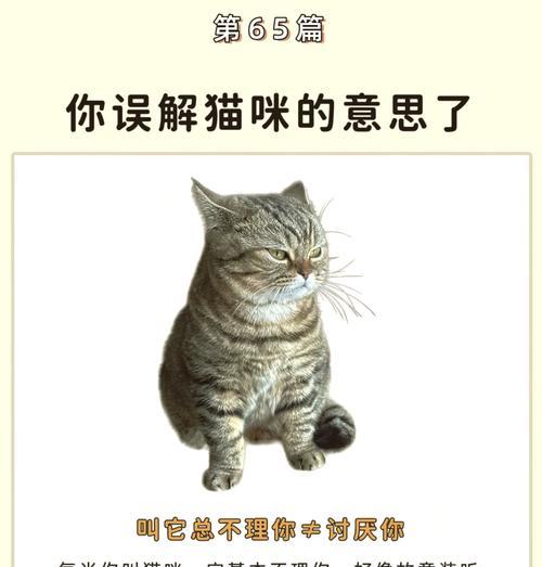 公猫失去嗅觉的原因是什么？如何帮助恢复？