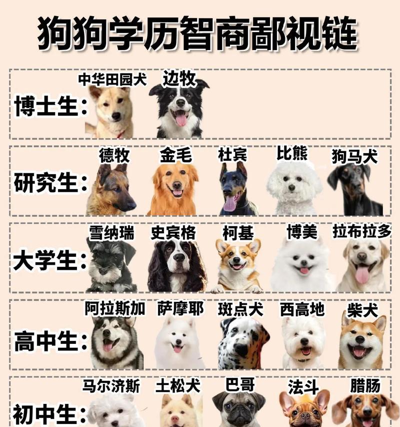 为什么有些狗长不大（探究长不大的狗种原因及养护方法）