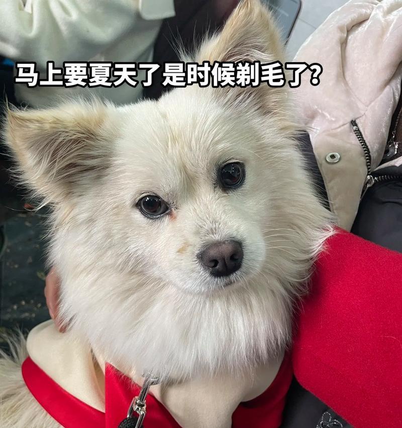 剪完毛的狗狗一直叫，原因和对策（宠物护理常识-如何安抚焦躁的狗狗）