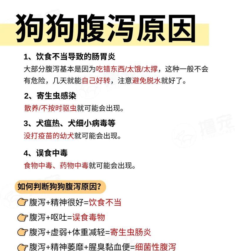 狗拉稀怎么办（养宠物必看）