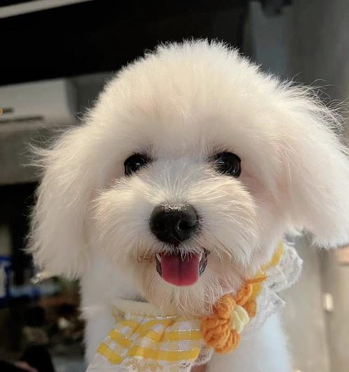 串串博美犬成年后还能长多大？