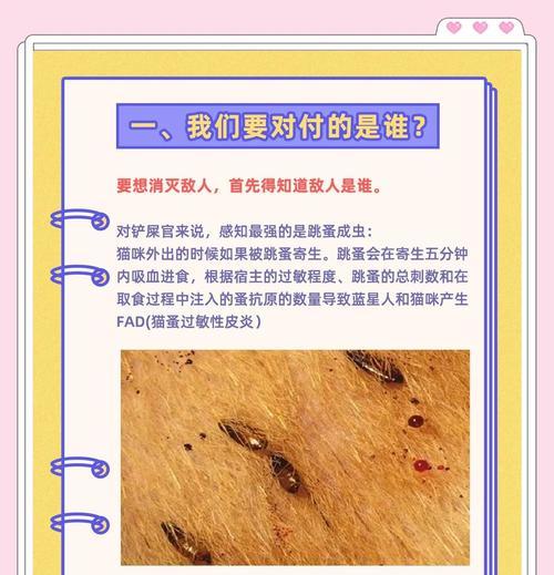 猫咪怎么会生跳蚤（掌握这些方法轻松预防）