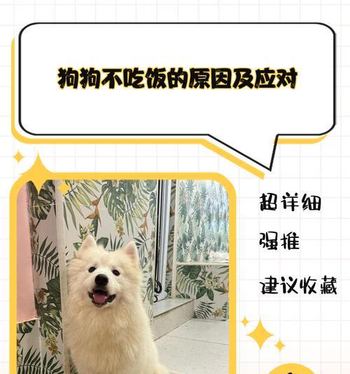 针对不同原因，分析狗狗厌食的解决方法（针对不同原因）