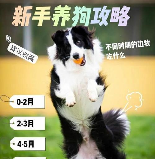 针对不同原因,分析狗狗厌食的解决方法(针对不同原因) 针对不同原因,分析狗狗厌食的解决方法(针对不同原因)