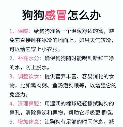 狗狗发烧应该喂什么药？如何正确处理？