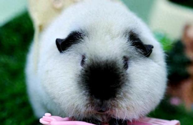 荷兰猪的叫声类型及含义（探究宠物荷兰猪的语言交流方式）
