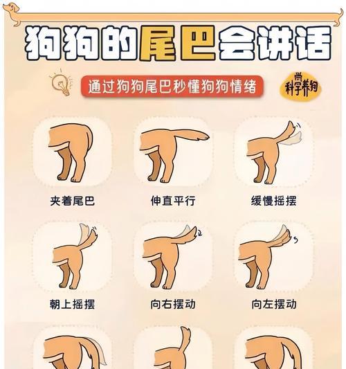 泰迪狗狗撅屁股突然持续怎么办（宠物的健康问题需要关注）
