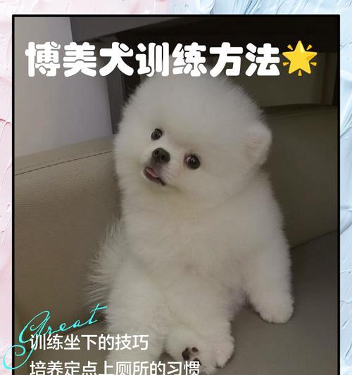 博美犬不进笼子怎么办？如何训练博美犬适应笼子？