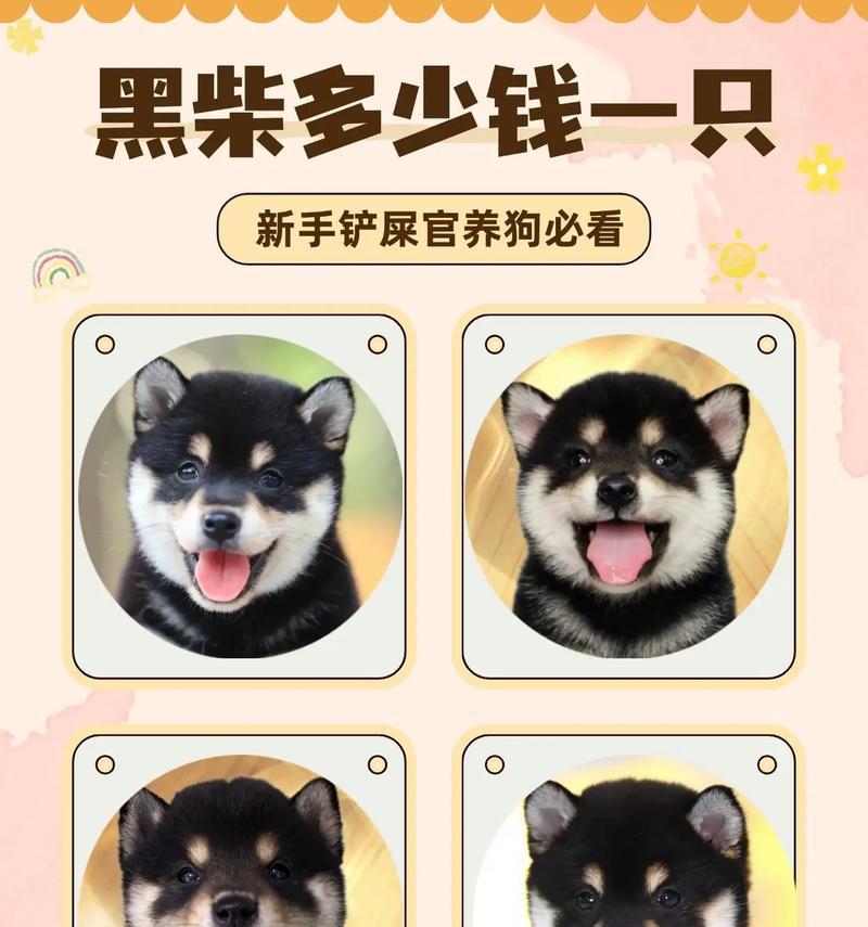 皮卡车上有柴犬吗?柴犬的价格是多少? 皮卡车上有柴犬吗?柴犬的价格是多少?