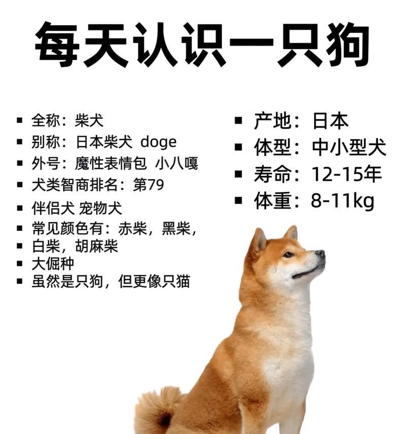 皮卡车上有柴犬吗?柴犬的价格是多少? 皮卡车上有柴犬吗?柴犬的价格是多少?