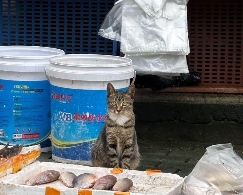 宠物喂养注意事项——猫咪不能吃的食物（以鱼给猫吃了怎么办）